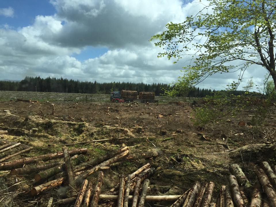 Large Clearfell Project in Devon with Weeks Forestry