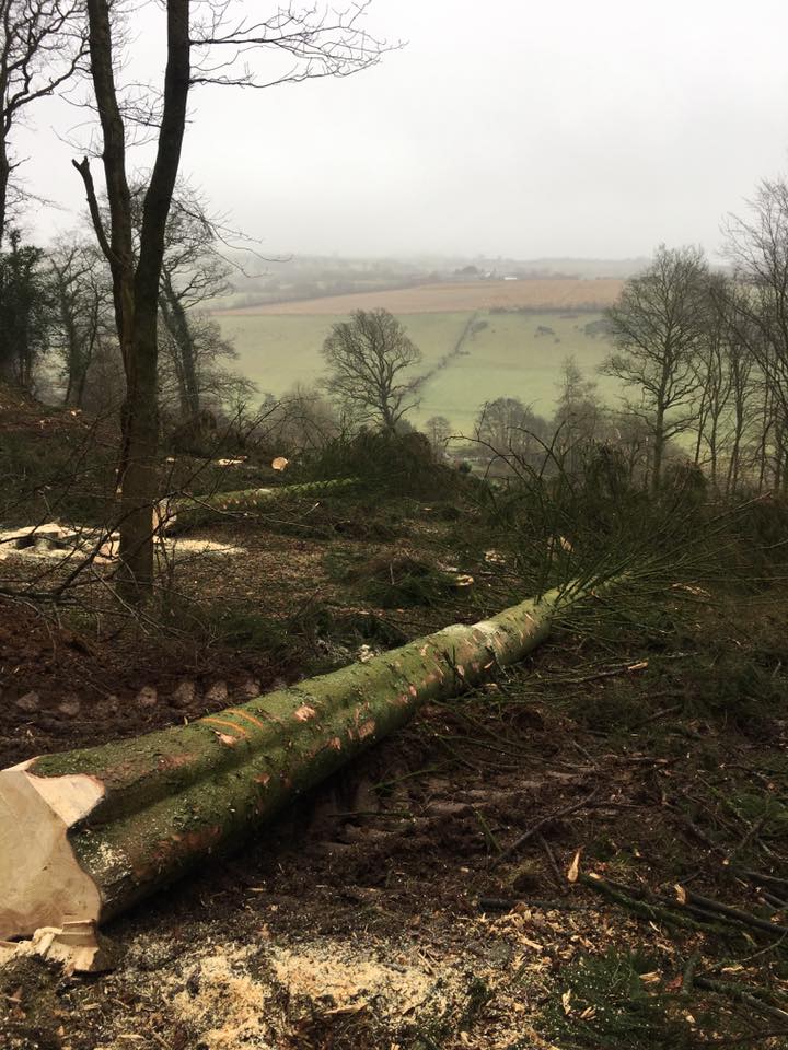 Fallen Tree in Devon