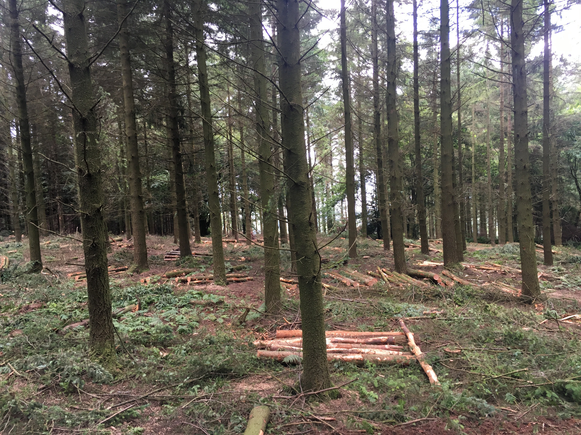Forest thinning with Weeks Forestry