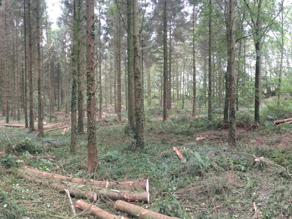 Thinning a forest in Devon