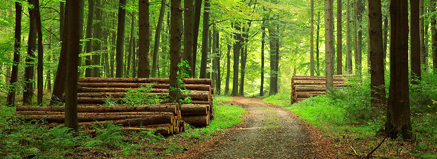 Logs, Weeks Forestry, Devon