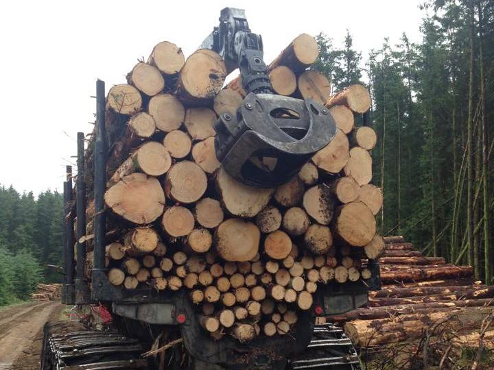 Thinning services with Weeks Forestry