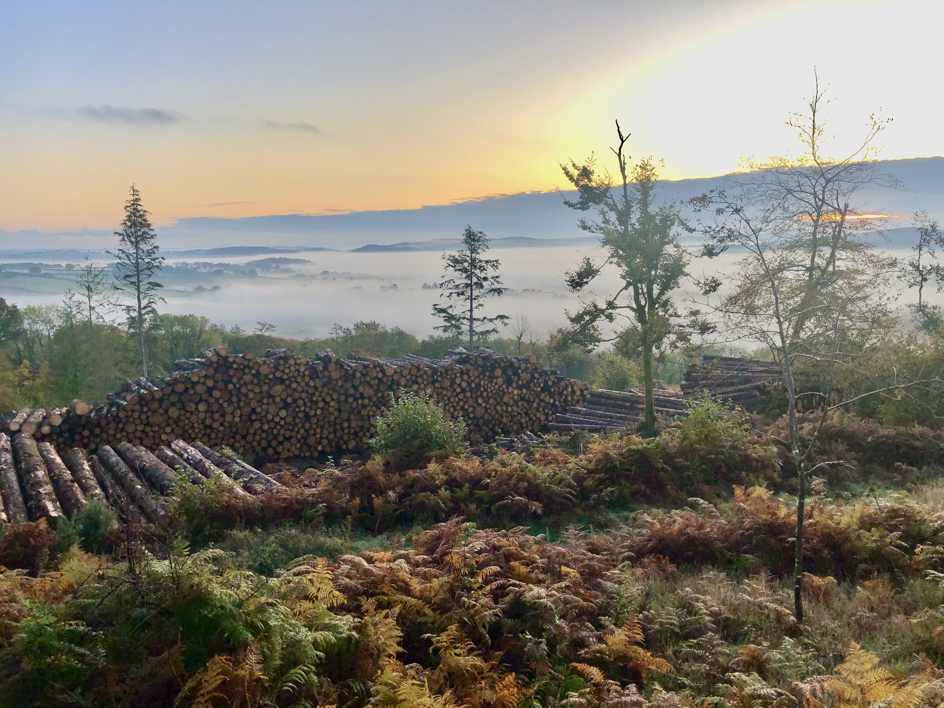 misty morning forestry