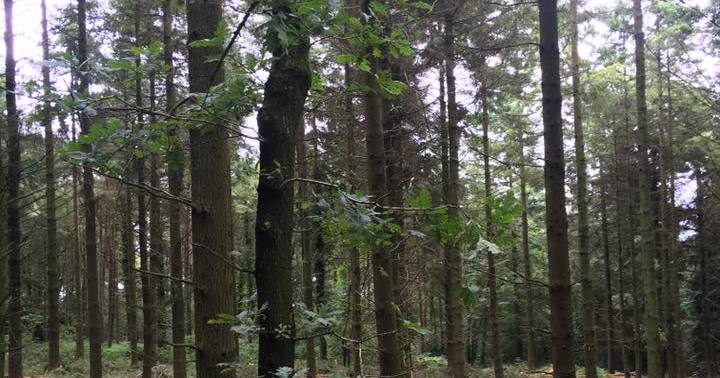 Thinning in Devon with Weeks Forestry