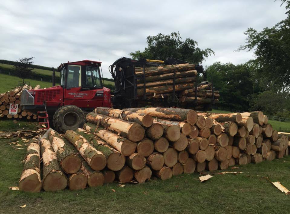 Timber Purchasing in Devon
