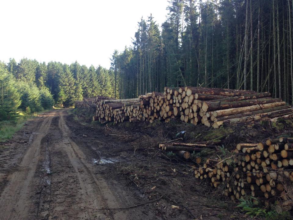 Weeks Forestry timber stacks